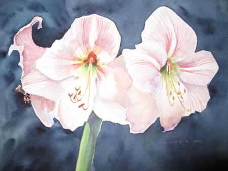 Amarylis - "Apple Blossom"