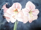 Amarylis - "Apple Blossom"