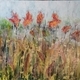 Cannas