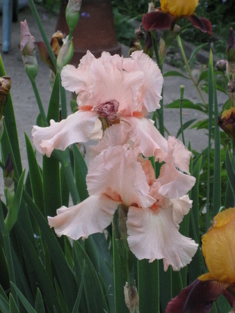 garden pic #14