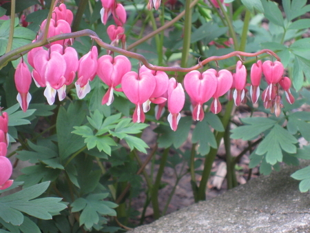 garden pic #2