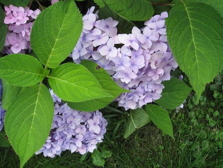 garden pic #3