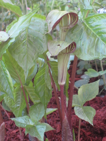 garden pic #13